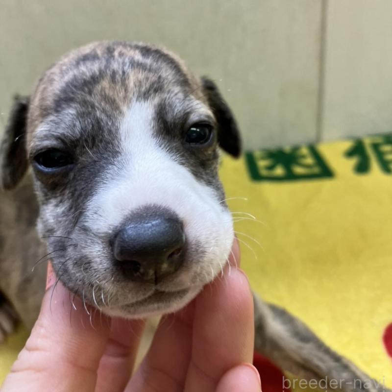 販売中の静岡県のウィペット-400136の3枚目