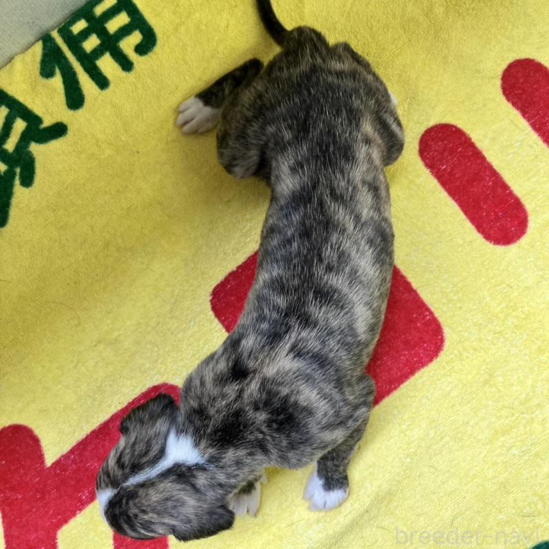 販売中の静岡県のウィペット-400139の5枚目
