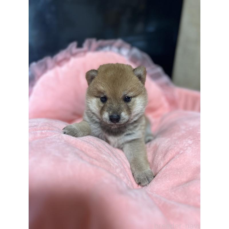販売中の埼玉県の柴犬-400141の4枚目
