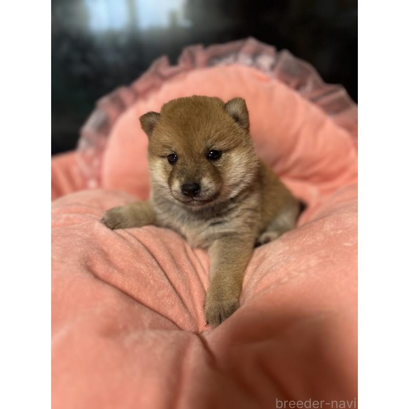 販売中の埼玉県の柴犬-400141の3枚目