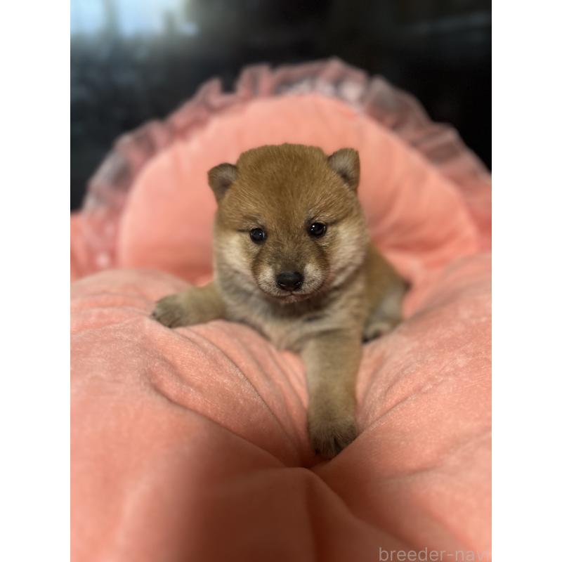 販売中の埼玉県の柴犬-400141の2枚目