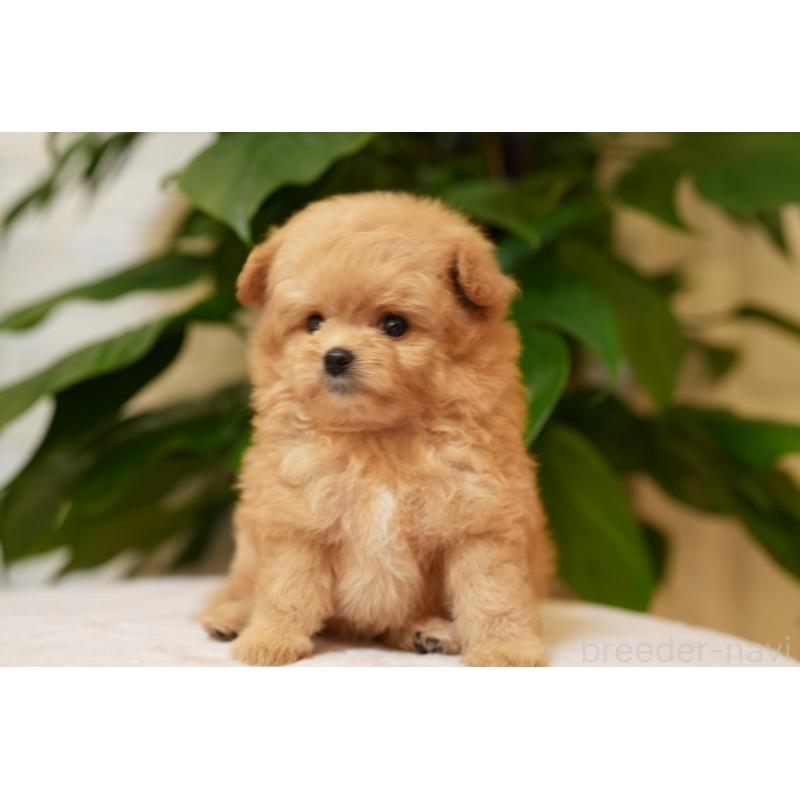 販売中の千葉県のポメプー:ポメラニアン×トイプードル-400365の4枚目