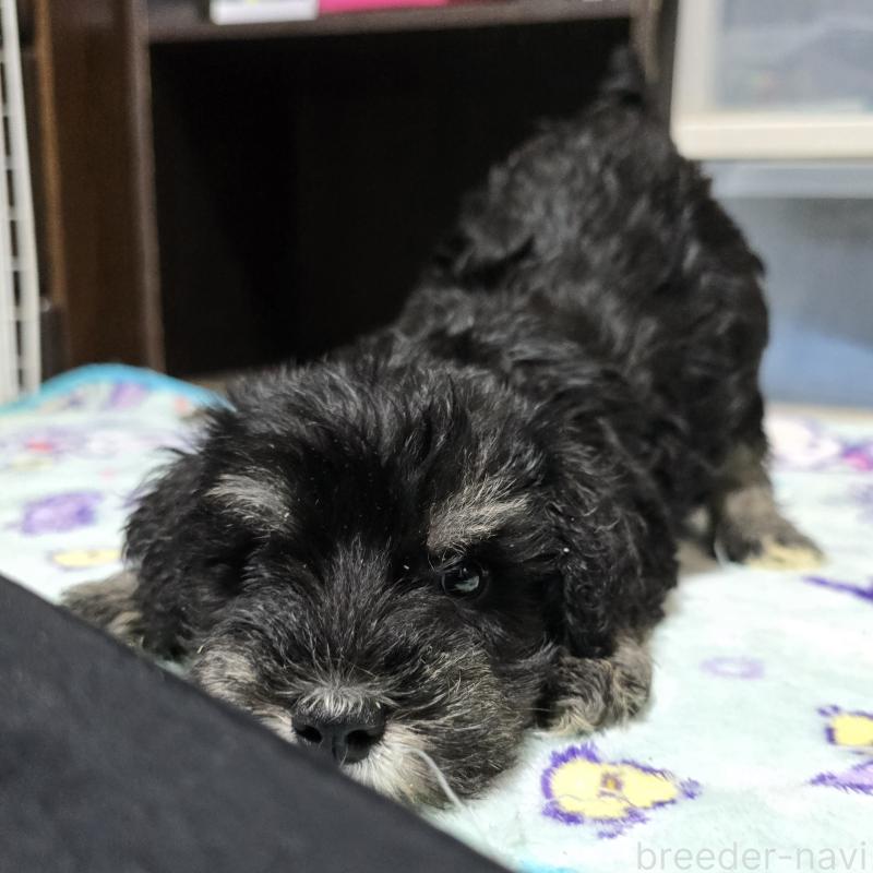 販売中の岡山県のミニチュアシュナウザー-394061の2枚目