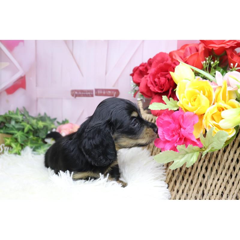 販売中の香川県のカニンヘンダックスフンド(ロングヘアード)-400367の7枚目