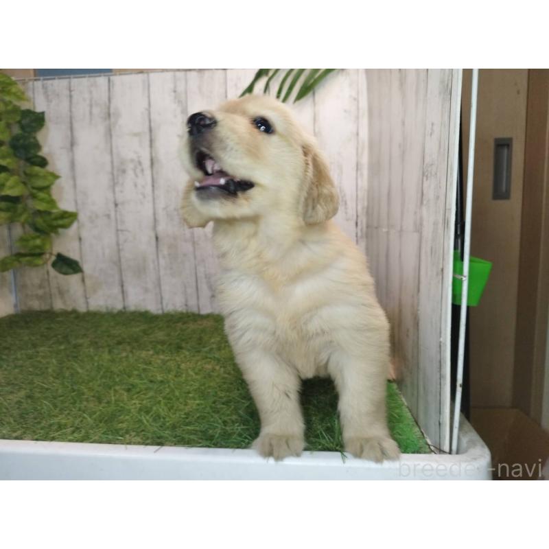 販売中の三重県のゴールデンレトリーバー-400389の3枚目