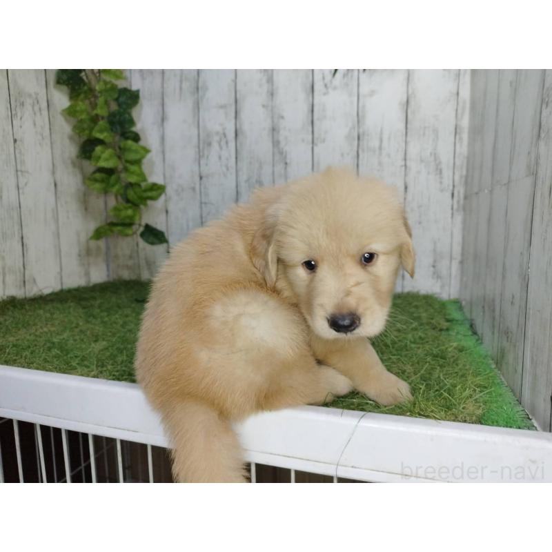 販売中の三重県のゴールデンレトリーバー-400394の2枚目