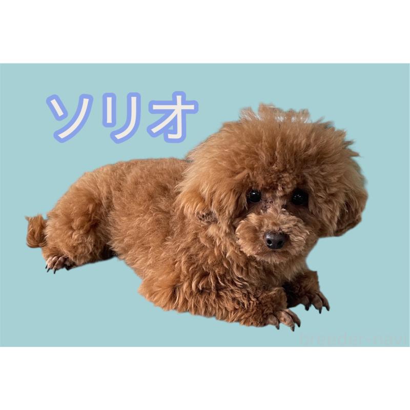 ソリオくん1枚目