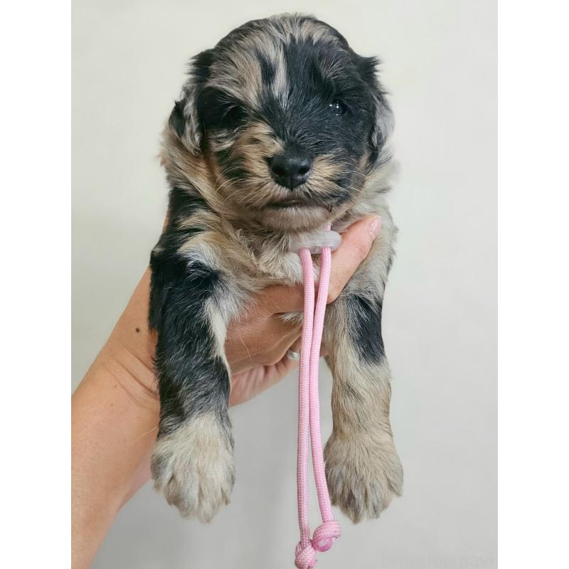 販売中の長野県のミックス犬-397671