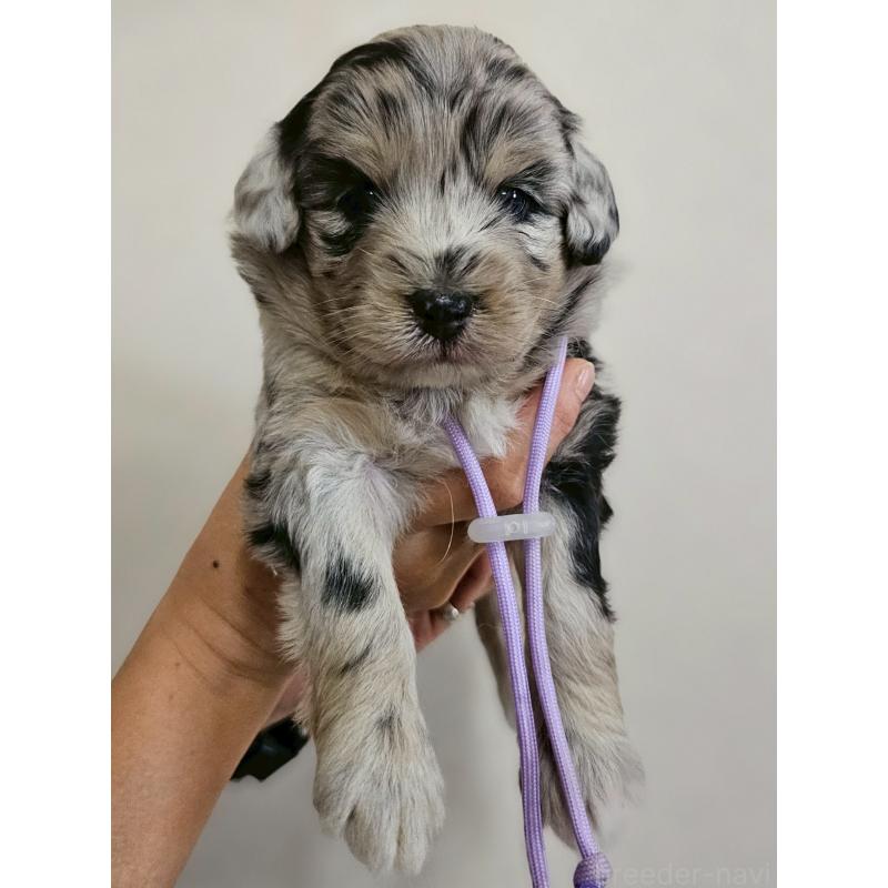 販売中の長野県のミックス犬-397669