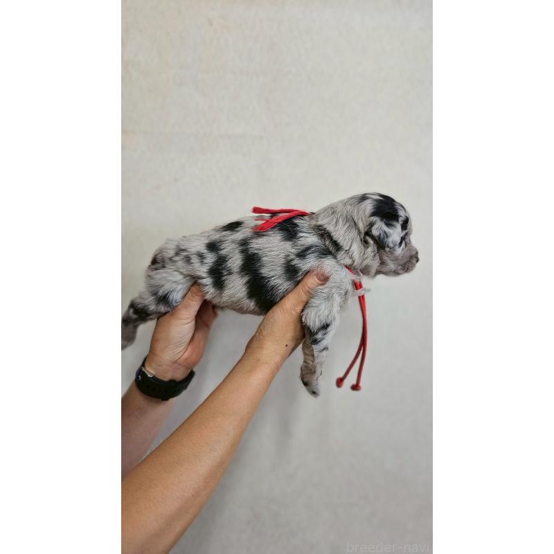 販売中の長野県のミックス犬-397668の17枚目