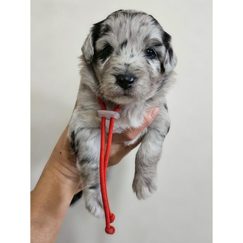 販売中の長野県のミックス犬-397668