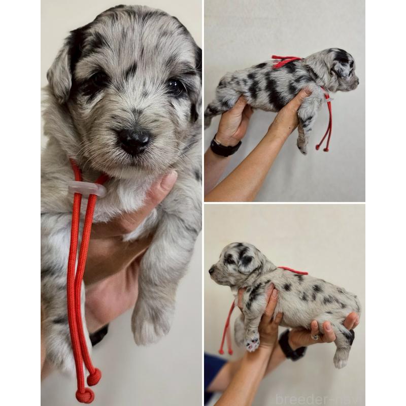 販売中の長野県のミックス犬-397668の13枚目