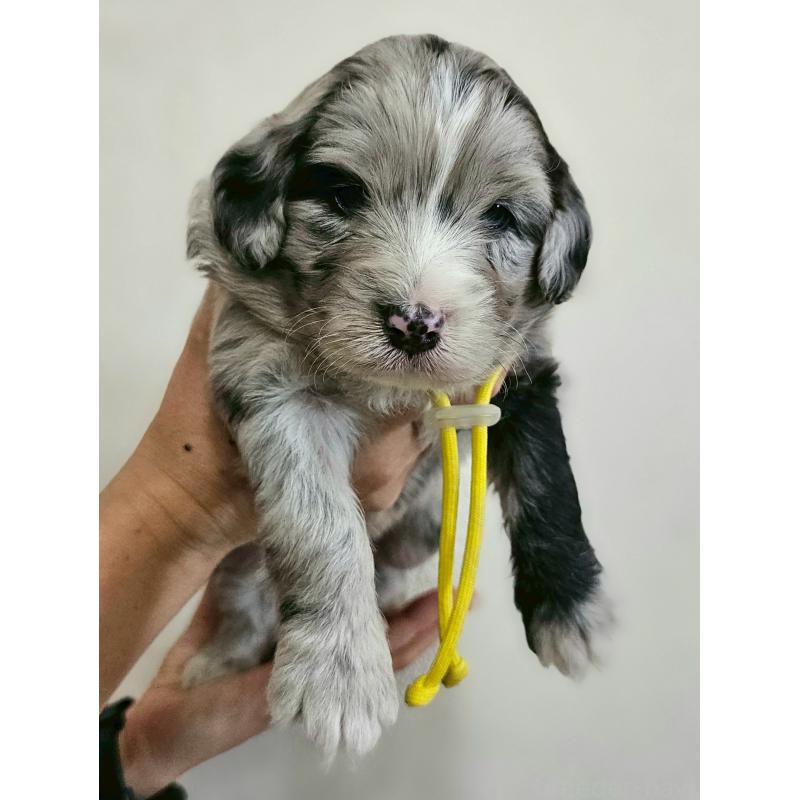 販売中の長野県のミックス犬-397667