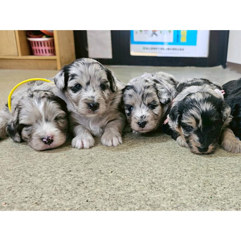 販売中の長野県のミックス犬-397667の17枚目