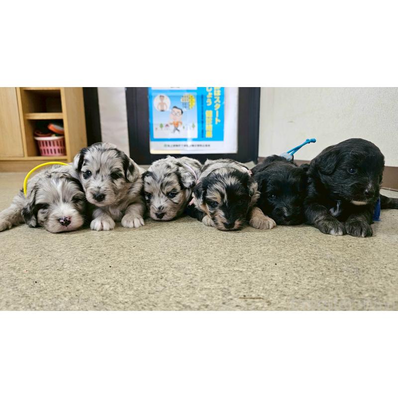 販売中の長野県のミックス犬-397667の16枚目