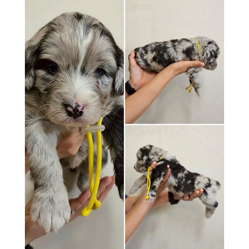 販売中の長野県のミックス犬-397667の15枚目