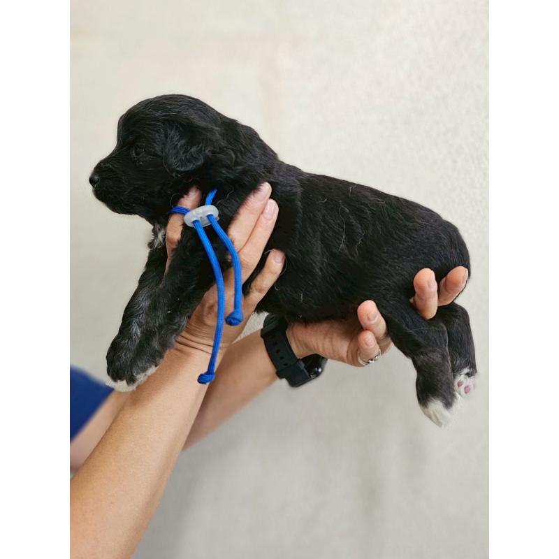 販売中の長野県のミックス犬-397666の13枚目