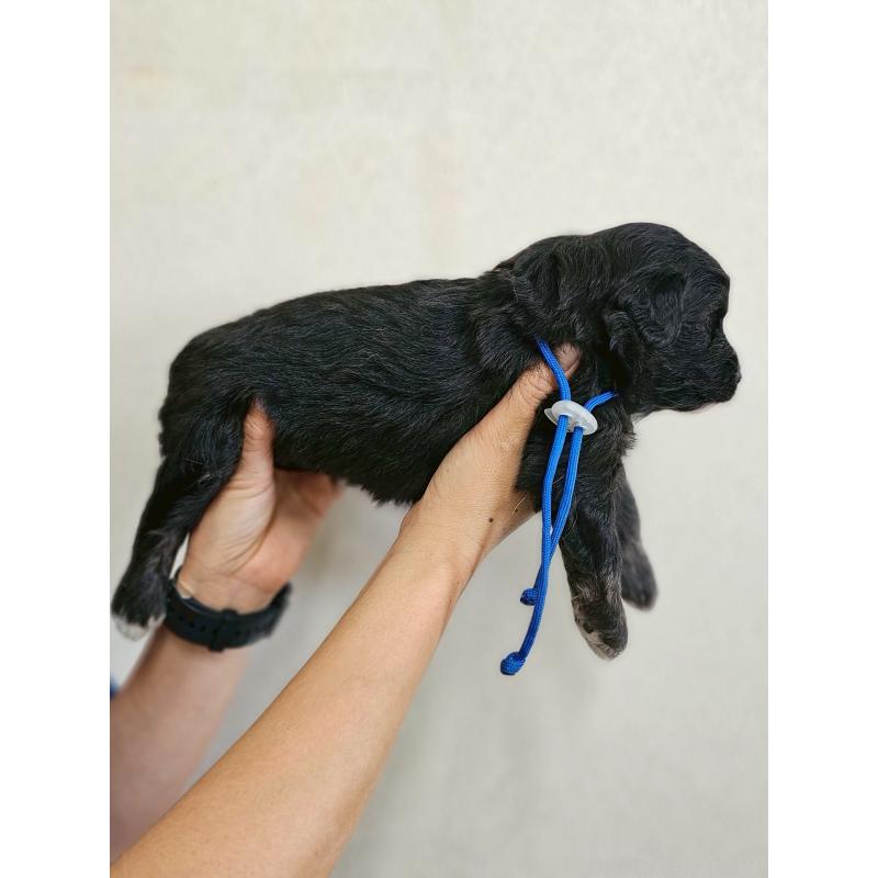 販売中の長野県のミックス犬-397666の12枚目