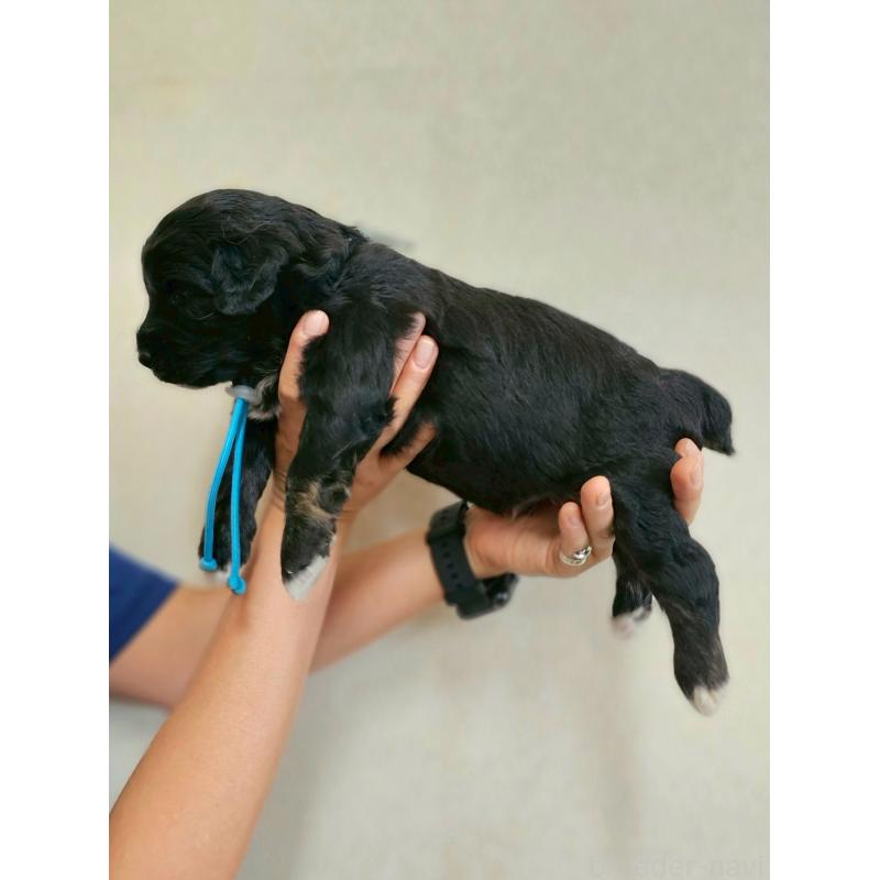 販売中の長野県のミックス犬-397665の14枚目