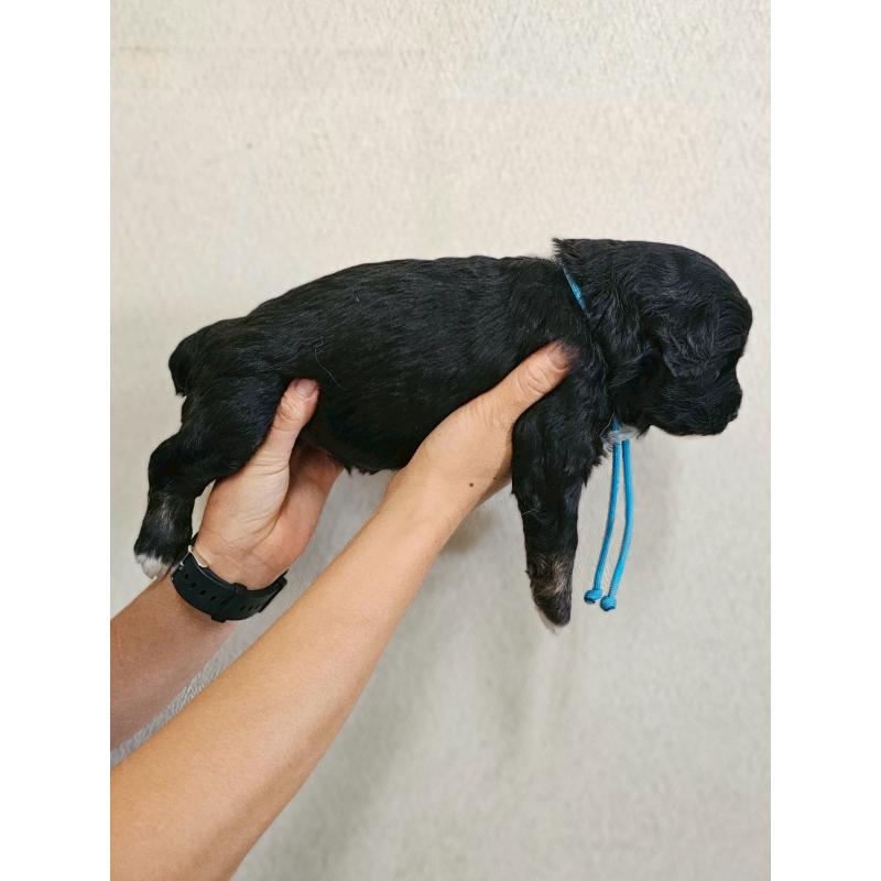 販売中の長野県のミックス犬-397665の13枚目