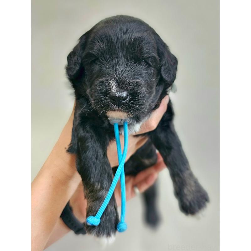 販売中の長野県のミックス犬-397665