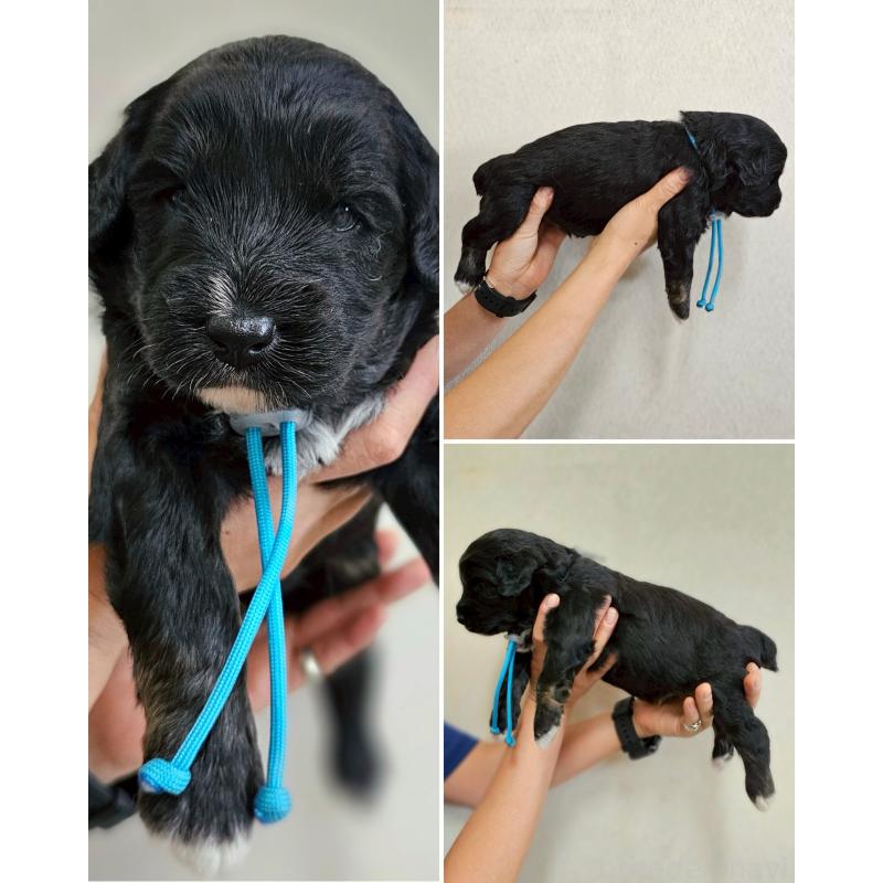 販売中の長野県のミックス犬-397665の10枚目