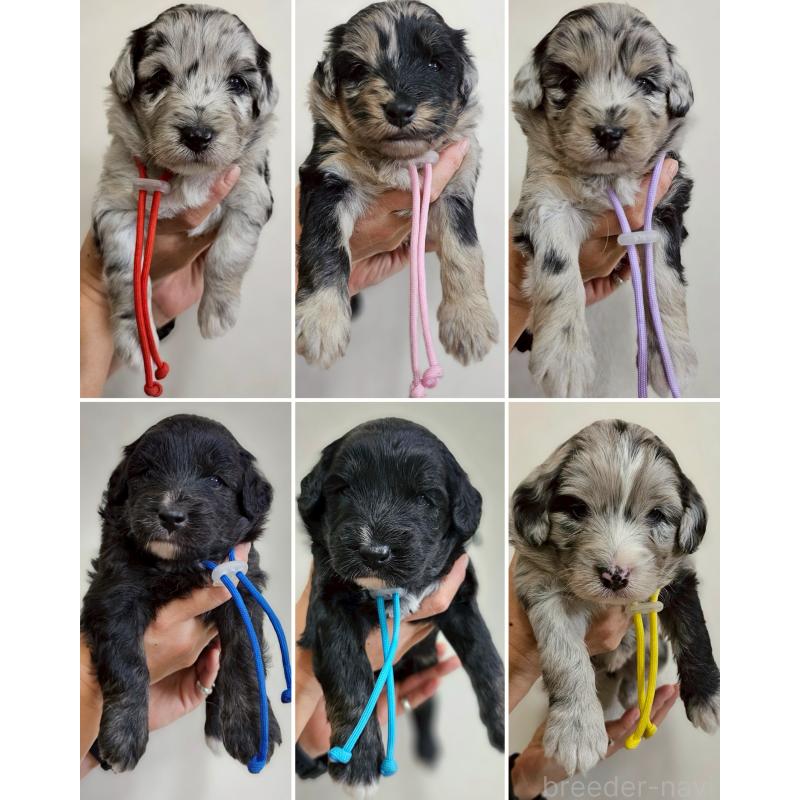 販売中の長野県のミックス犬-397665の9枚目