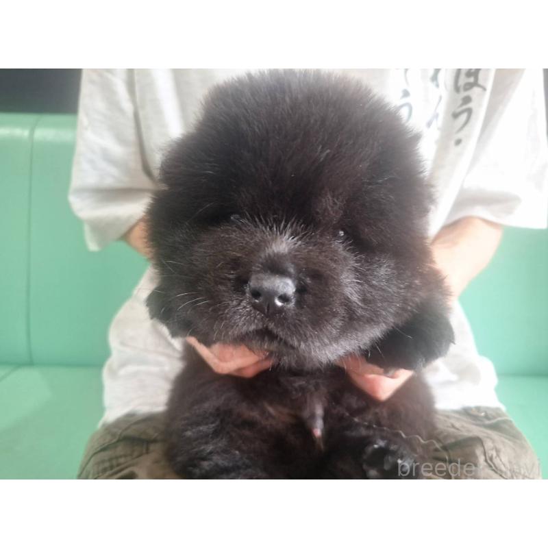 販売中の千葉県のチャウチャウ-400419の1枚目