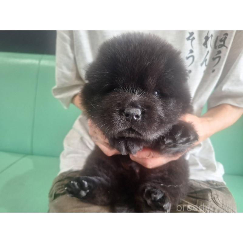 販売中の千葉県のチャウチャウ-400419の2枚目