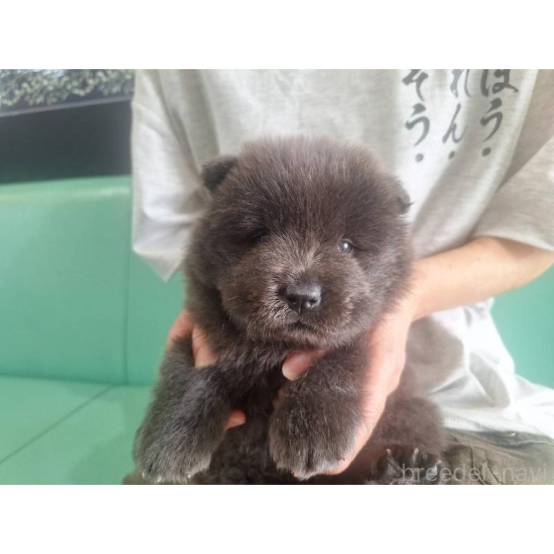 販売中の千葉県のチャウチャウ-400422の1枚目