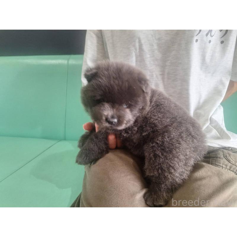販売中の千葉県のチャウチャウ-400422の5枚目