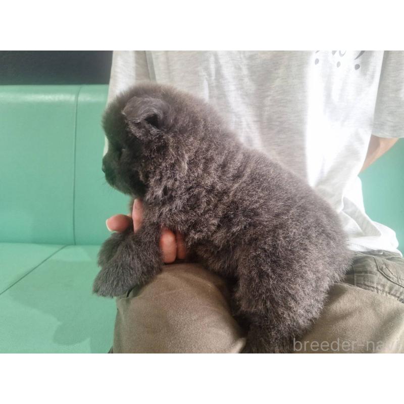 販売中の千葉県のチャウチャウ-400422の4枚目