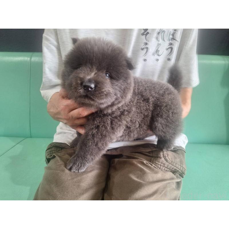 販売中の千葉県のチャウチャウ-400422の3枚目