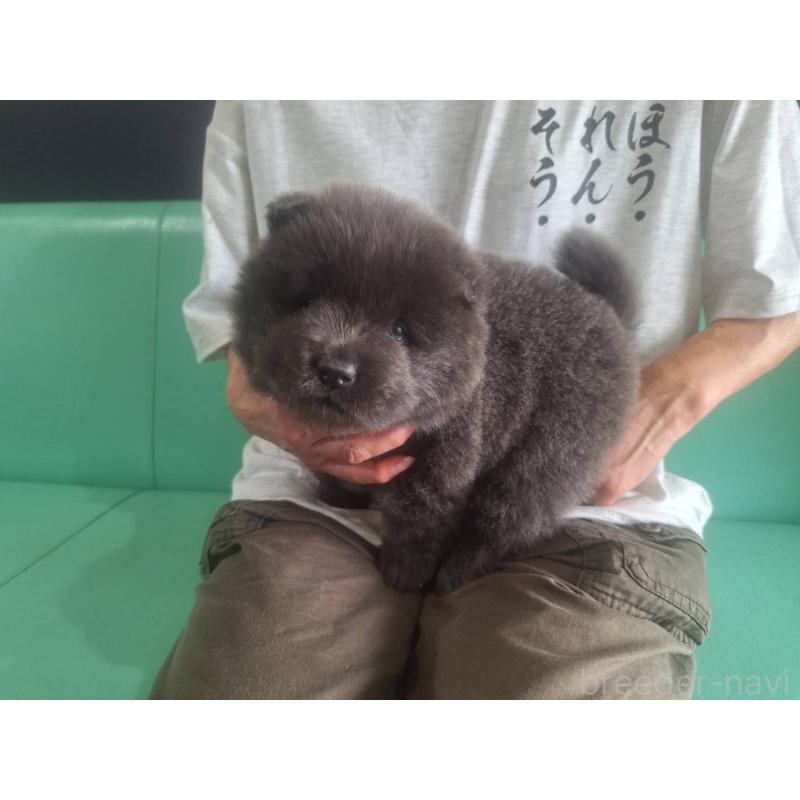 販売中の千葉県のチャウチャウ-400422の2枚目