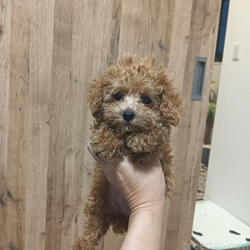 成約済の山口県のティーカッププードル-384049の1枚目