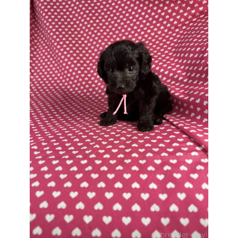 販売中の北海道のミックス犬-400432の1枚目