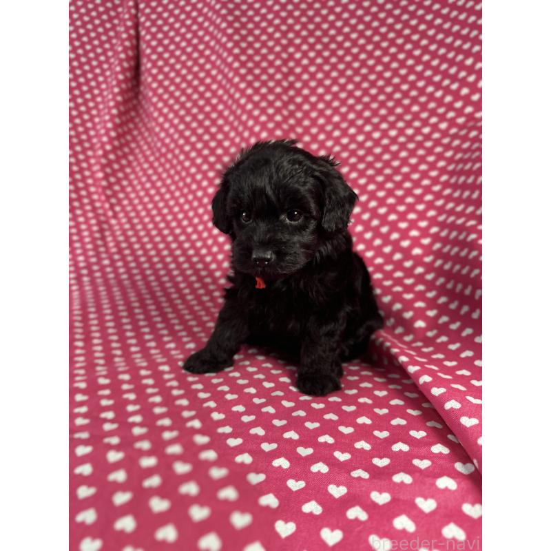 販売中の北海道のミックス犬-400433の4枚目