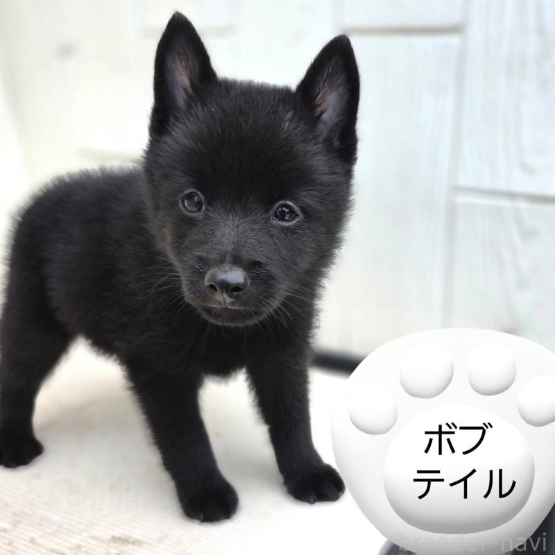 成約済の茨城県のスキッパーキ-392445の5枚目
