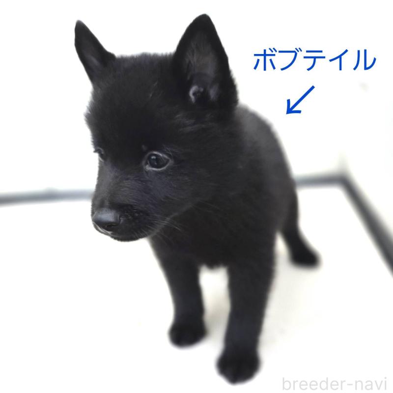 成約済の茨城県のスキッパーキ-392445の3枚目