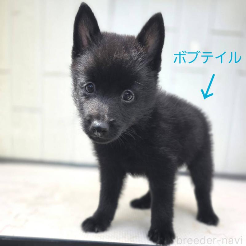 販売中の茨城県のスキッパーキ-392445