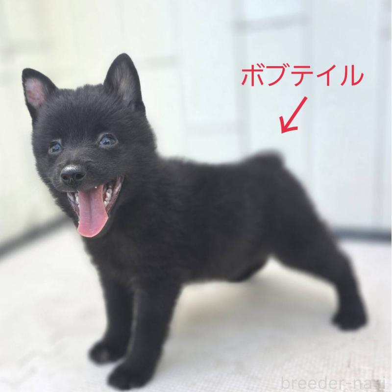 販売中の茨城県のスキッパーキ-392444の9枚目