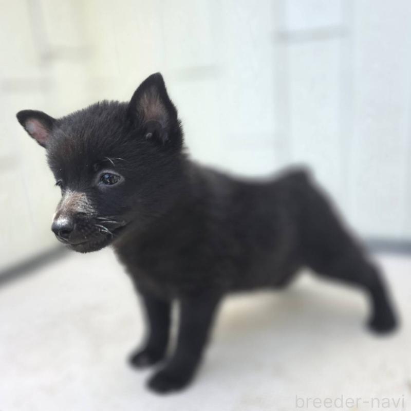 販売中の茨城県のスキッパーキ-392444の8枚目