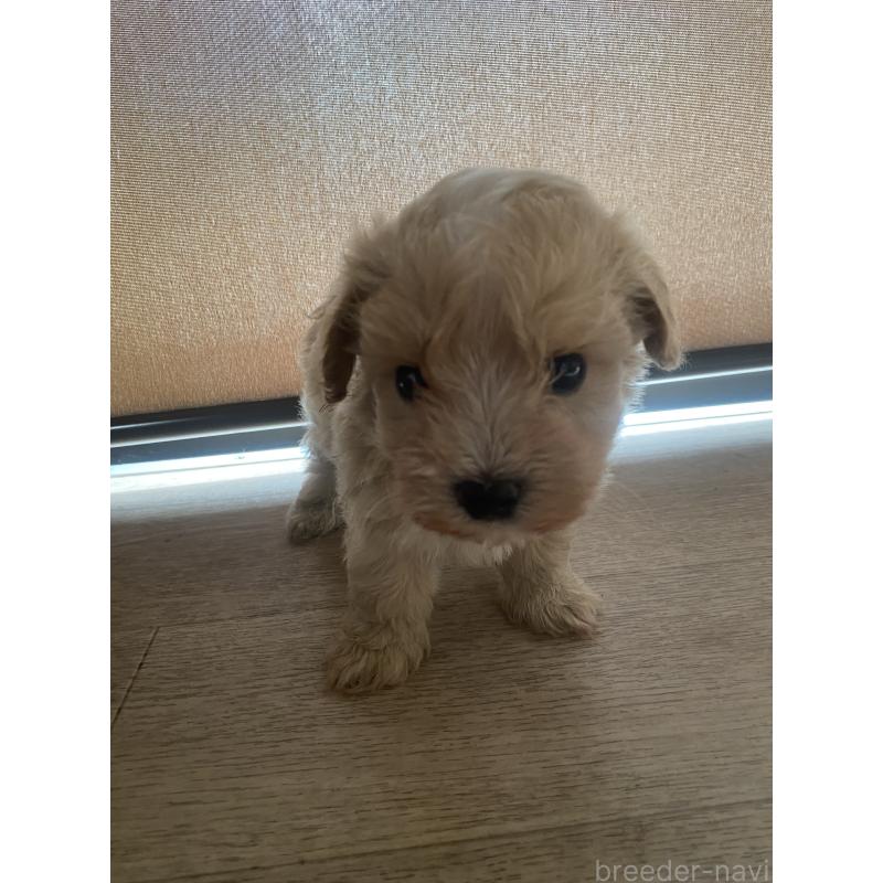 販売中の埼玉県のミックス犬-400343の4枚目
