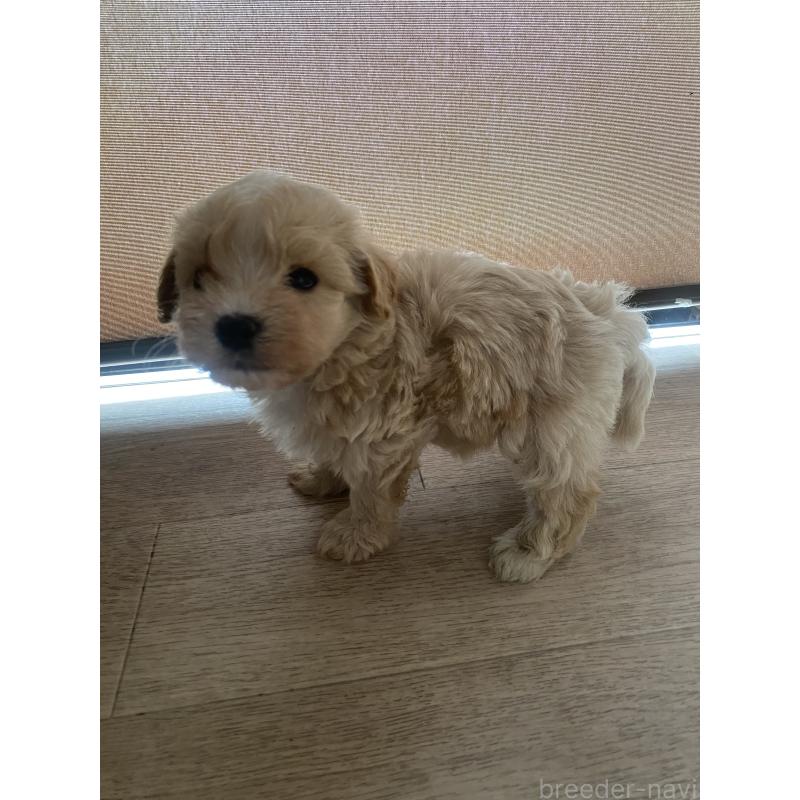 販売中の埼玉県のミックス犬-400343の3枚目