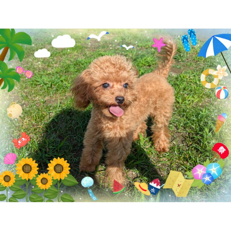 販売中の静岡県のティーカッププードル-393866