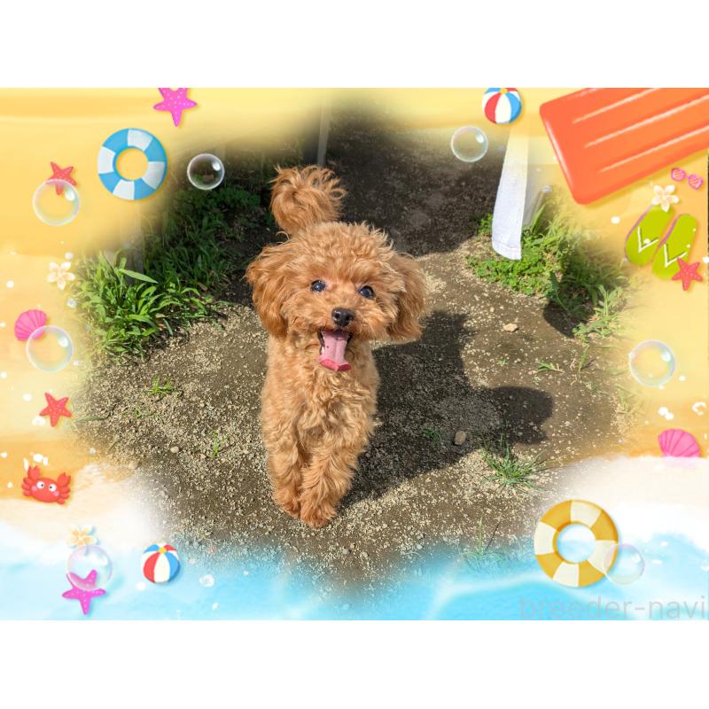 販売中の静岡県のティーカッププードル-393866の2枚目