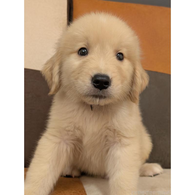 販売中の香川県のゴールデンレトリーバー-394673