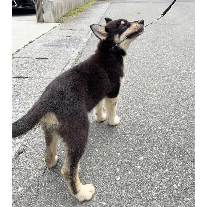 販売中の山梨県のオゥスキー:オーストラリアンシェパード×ハスキー-381507の8枚目