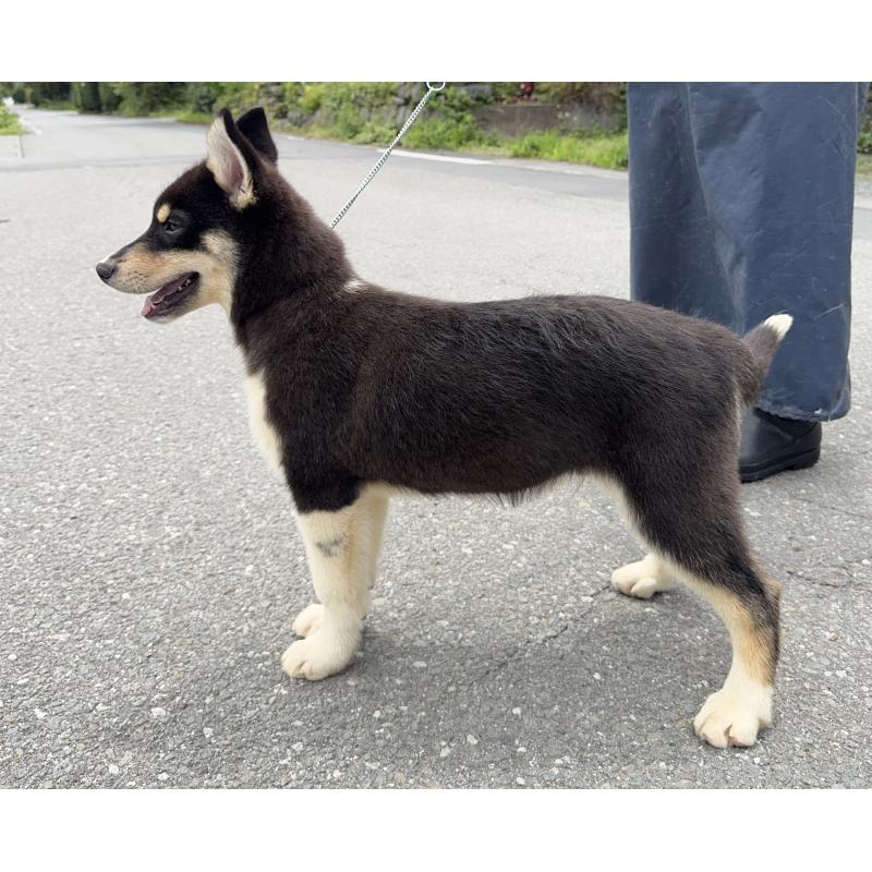 販売中の山梨県のオゥスキー:オーストラリアンシェパード×ハスキー-381507の7枚目