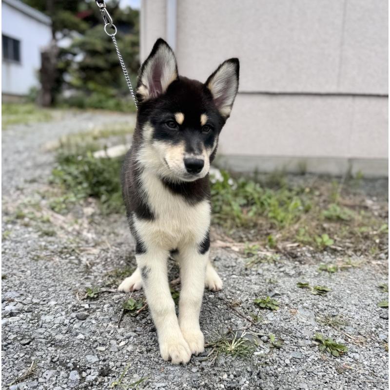 販売中の山梨県のオゥスキー:オーストラリアンシェパード×ハスキー-381507の2枚目